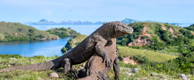 Komodo Sang Survivor, Pemenang Ujian Zaman